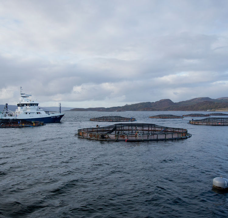 Long shot of fish farming in Scotland
